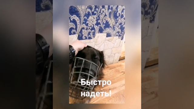 Как выбрать намордник? смотреть онлайн
