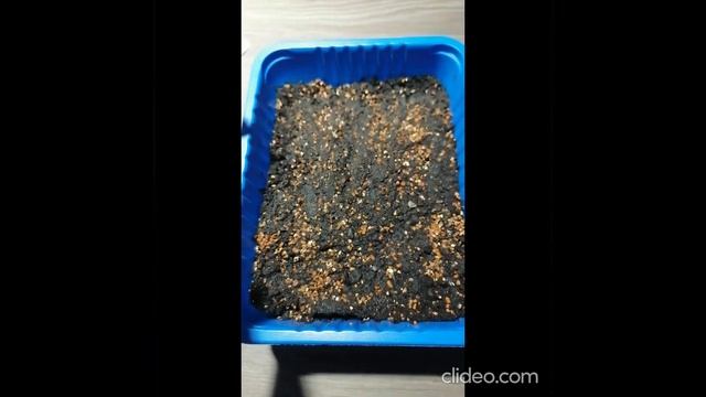 Выращивание камнеломки андерса из семян фирма Аэлита от посева до всходов. смотреть онлайн