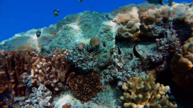 LoFi Music with Coral Reef | Chill Music | Relax Music смотреть онлайн