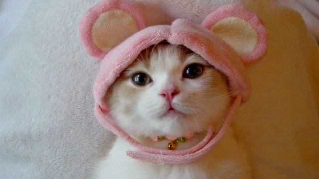 Эти любимые котики.(Beloved cats) смотреть онлайн