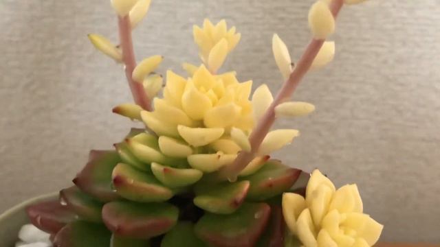 エケベリア- Echeveria Letizia смотреть онлайн