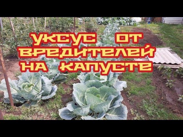 чем мы обрабатываем капусту от вредителей..... смотреть онлайн