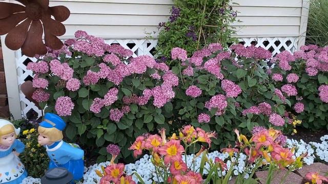 Mini Mauvette Hydrangea