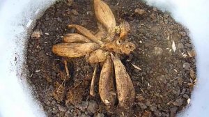 ?СДЕЛАЙТЕ ЭТО С ГЕОРГИНАМИ ДЛЯ ОБИЛЬНОГО ЦВЕТЕНИЯ? Георгины выращивание, деление клубней весной?