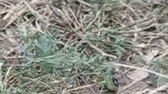 Аммофила песчаная тащит к норе гусеницу совки: замедленная съёмка смотреть онлайн