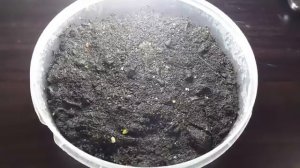 Выращивание Фиалок из семян, от посева до всходов