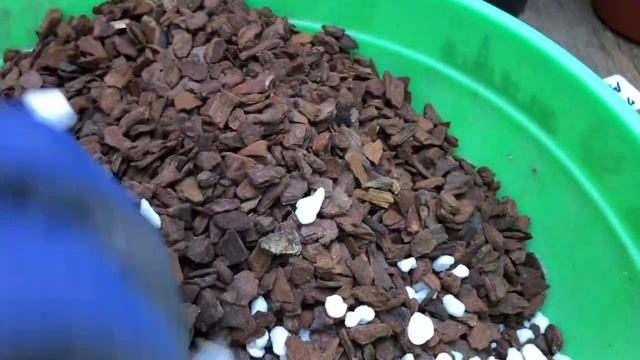 Пересадка Calanthe Vestita в мой Универсальный грунт, Катасетумы( Catasetum) весной