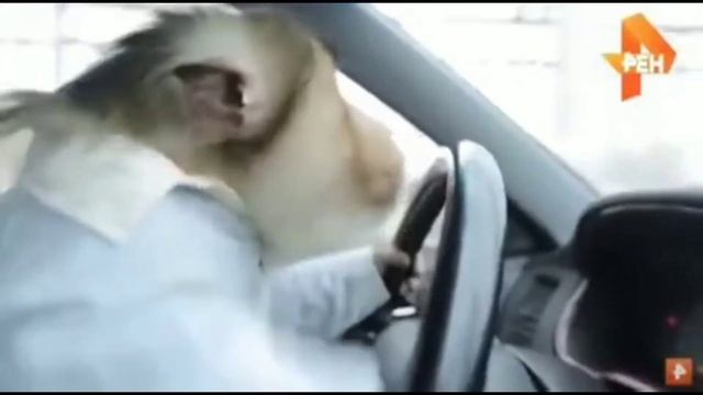 пуси джуси на тусе