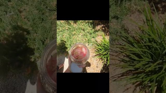 Albizia Julibrissin (Mimosa Tree)