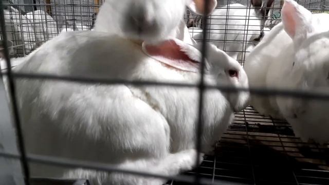 Даю Йод Кроликам l ЛУЧШИЙ РАСТВОР l Кокцидиоз Иммунитет Антибактериальное l Iodine safe for Rabbits смотреть онлайн