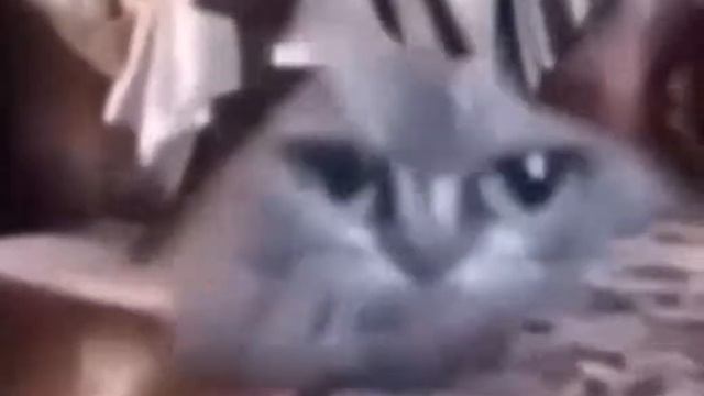 Телевизор дрыц тыц смотреть онлайн