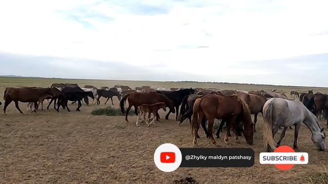 Электронный пастух для лошадей Самый дешевый способ пастьбы смотреть онлайн