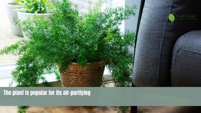 Asparagus Fern | Sprengeri Fern | TinyLeaf смотреть онлайн