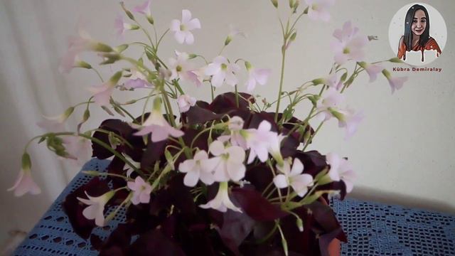 Mor Süs Yoncası - Oxalis triangularis Bakımı смотреть онлайн