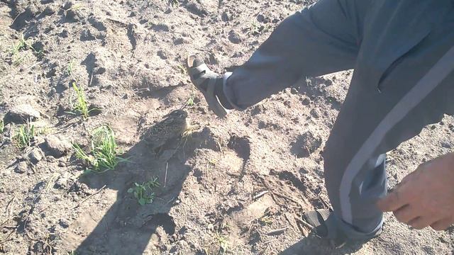 дерзкий заяц смотреть онлайн