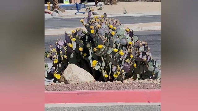 Blooming prickly pear cactus | Yellow flower | #Short смотреть онлайн