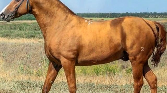 характеристики И ИСТОРИЯ ДОНСКОЙ ЛОШАДИ смотреть онлайн