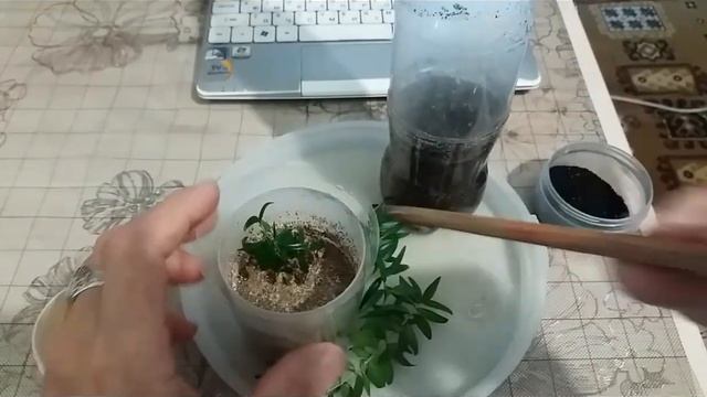 Мирт мелколистный размножение с помощью черенков. смотреть онлайн