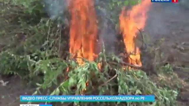 Вспышку опасного заболевания косточковых культур обнаружили в Ростовской области смотреть онлайн