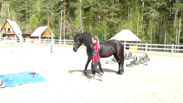 Как заездить молодую лошадь. Как приучить лошадь к себе. смотреть онлайн