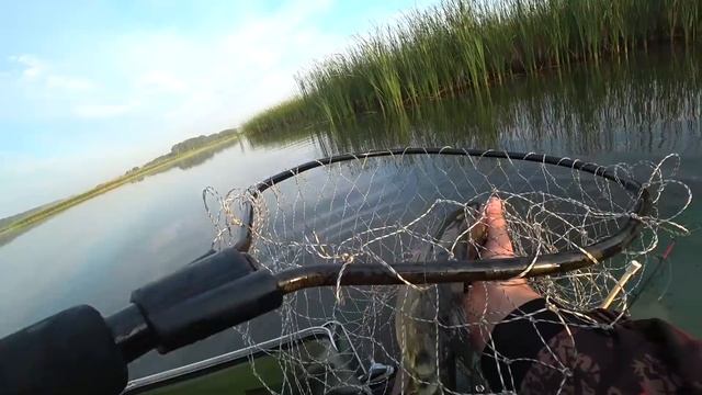 В ЭТИХ КАМЫШАХ...МОНСТРЫ ПРУТ ПОПЛАВОК?! КАРП или КАРАСЬ? Рыбалка 2020 смотреть онлайн