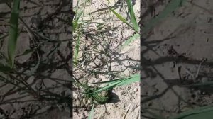 Рыбалка на личинку майского жука.