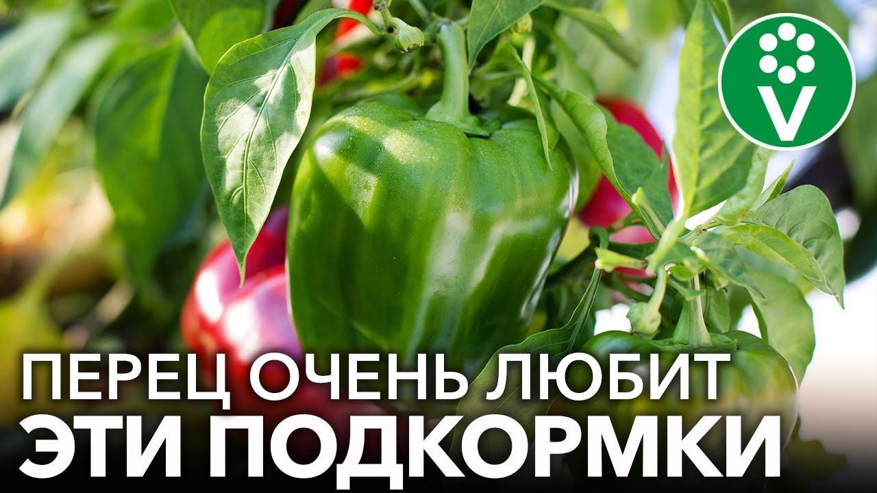 ГЛАВНЫЕ ПОДКОРМКИ ПЕРЦА ДЛЯ РОСТА И УРОЖАЯ! Чем подкормить перец, чтобы он рос крепким и урожайным? смотреть онлайн