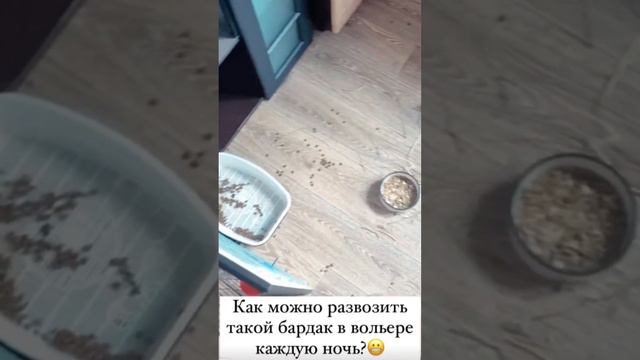 Утро начинается не с кофе… а с уборки в вольере у кролика🤪 смотреть онлайн