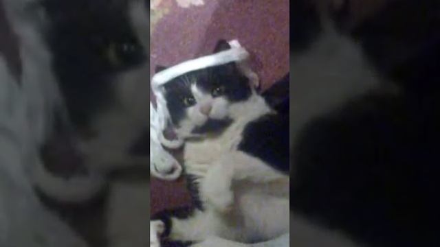 Respect #cats #shorts Светлая память тебе, Шнурок смотреть онлайн