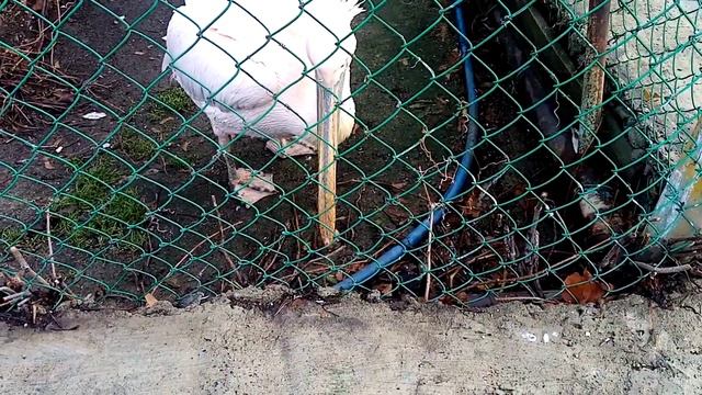 Прогулка по Челябинскому зоопарку 1 Зебры, медведи, пеликан, совы смотреть онлайн