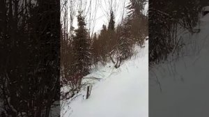 Очень редкое видио, звук пары трембит высоко в горах Карпат