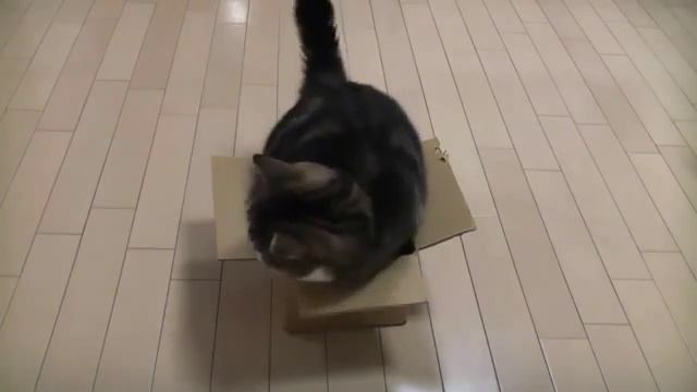 Кот перерос свою коробку смотреть онлайн