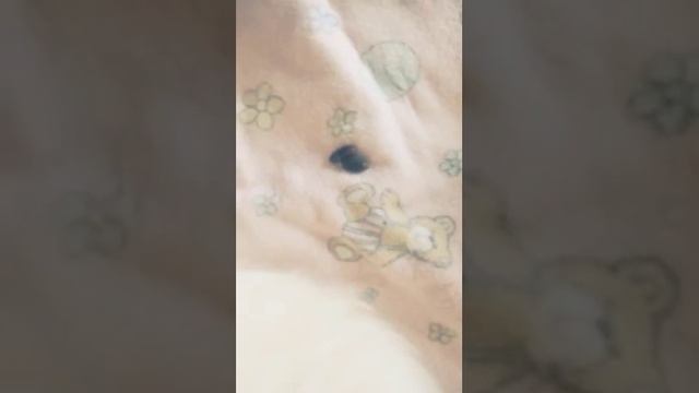 Роза накинулась на Белку?/спасение морской свинки/ Роза буянит/правда! смотреть онлайн