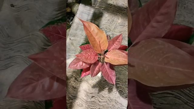 Aglonema Red ayu смотреть онлайн