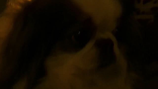 Как разбудить своего внутреннего зверя смотреть онлайн