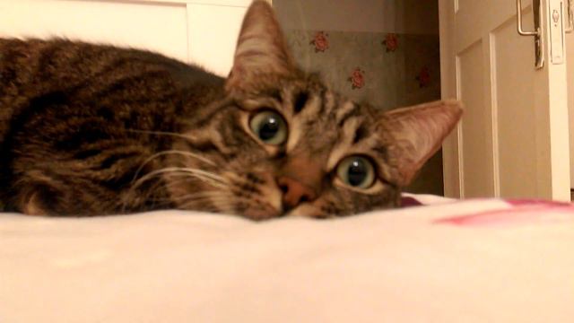 Котик. Как разбудить кота. Wake up cat. смотреть онлайн