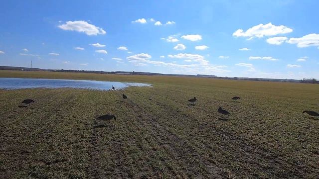 открытие охоты на гуся весна 2021