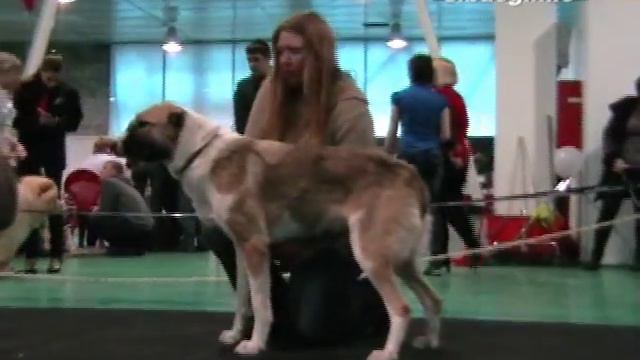 Выставка собак  Среднеазиатские овчарки  Ринги юниоров