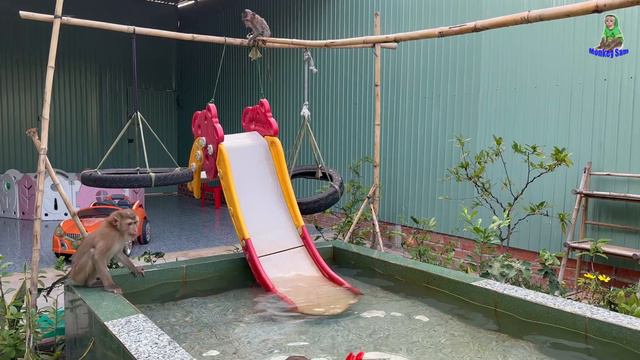 Monkey baby Bob, Asher Sam boy have the best swimming in the world смотреть онлайн