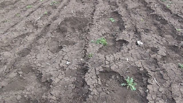 Медведка уничтожает всходы шиповника! Методы борьбы! смотреть онлайн