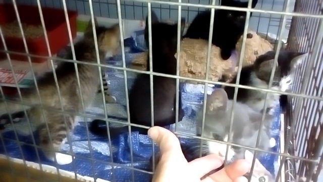 Они такие милашки, но им приходится сидеть в клетке, пока не найдётся добрый человек и не заберёт и