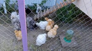 Китайские куры 3 месяца