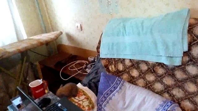 Крольчонок породы Французский Львиная-Голова смотреть онлайн