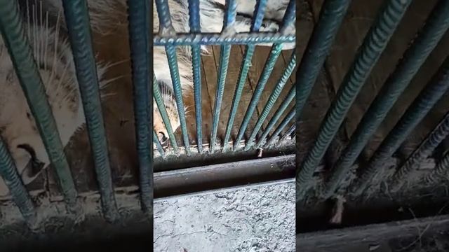 Стилист для Симбы?? смотреть онлайн