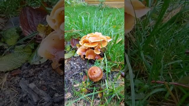?ОПЯТА растут на ДАЧЕ в ПОДМОСКОВЬЕ #грибы #опята #дача #природа смотреть онлайн