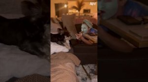 He's afraid of the face mask! #cute #cutedog #animalshorts #милый #милаясобака #животныешорты
