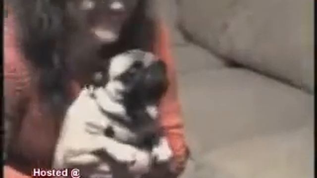 Пугливый бульдог смотреть онлайн