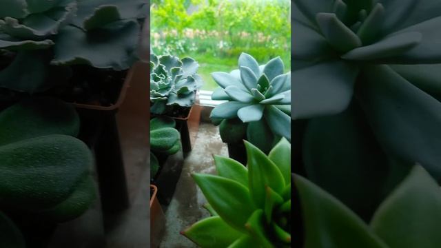 Эхеверия Шавиана #succulents #суккуленты #суккулент #echeveria #эхеверия смотреть онлайн