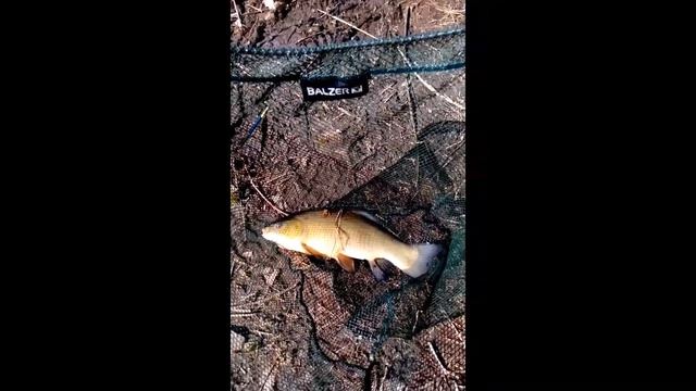 #Линь в апреле на маховую удочку смотреть онлайн