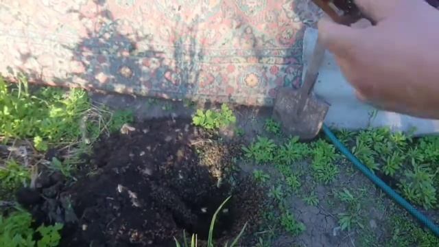 Как можно исправить семью трутовку. смотреть онлайн